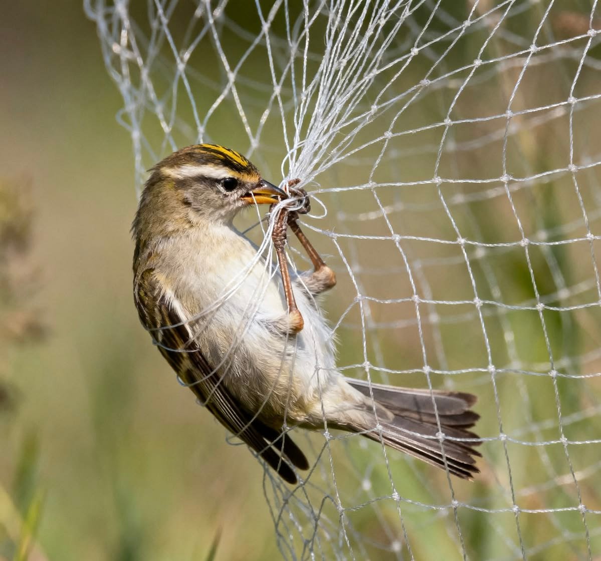 Bird Nets Hyderabad